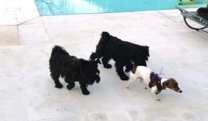 Nuovo attacco dei lupi, sbranato un cane in un giardino di Mariano