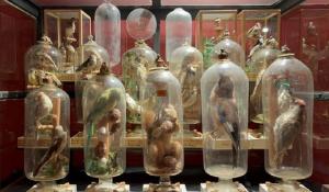 Svelato uno dei misteri parmigiani pi&ugrave; longevi e impenetrabili: gli animali in bottiglia di padre Fourcault