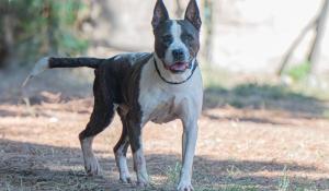 Cane aggredito e ucciso da amstaff, la proprietaria incinta perde il figlio