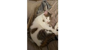 Mao &egrave; scomparso in via Trieste: qualcuno lo ha visto?