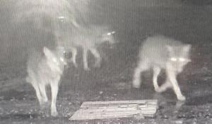 Lupi si aggirano in citt&agrave;