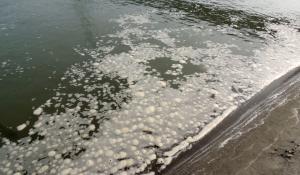 Ponte Verdi, sversamento di liquami nel Po: indagini in corso - Foto