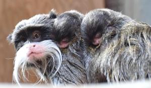 Sono nati a Roma due tamarini imperatore, tra le scimmie pi&ugrave; piccole e particolari del mondo - Video