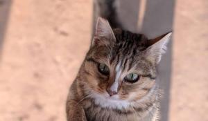 Apericena per aiutare i gatti randagi