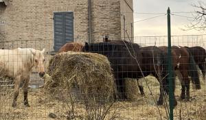&laquo;Fattoria lager, pochi controlli&raquo;&laquo;Ma era un allevamento&raquo;