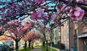 Un corridoio di petali in via Picasso: i ciliegi trasformano il quartiere in un "giardino giapponese" - Foto