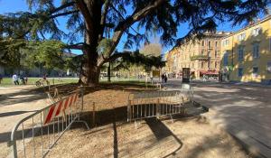 Recinti in piazza della Pace per gli alberi monumentali