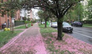 Finisce (come tutti gli anni) la &laquo;favola&raquo; di via Picasso: caduti i petali rosa. Le foto di un residente