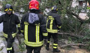 Strada Consortile, albero di grandi dimensioni cade in mezzo alla strada