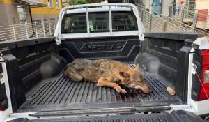Un lupo è morto investito alle porte di Cuneo
