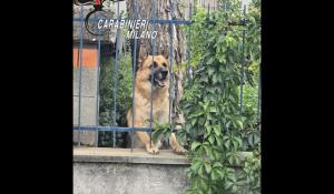 Va in vacanza e lascia il cane in cortile, denunciato