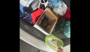 Rubano una tartaruga e sassi da spiagge, turisti fermati a Olbia