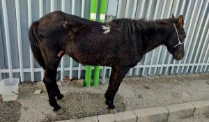 Abbandona cavallo ferito, denunciato ex consigliere comunale