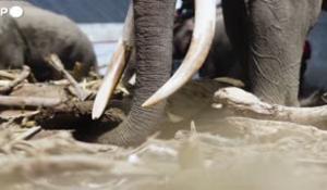 Indonesia, elefanti come 'gru' rimuovono i detriti dopo le inondazioni - Video