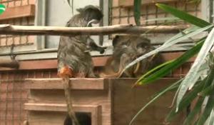 Sono nati a Roma due tamarini imperatore, tra le scimmie pi&ugrave; piccole e particolari del mondo - Video