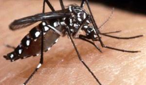 Lotta alla zanzara tigre: le misure del Comune e le indicazioni per i cittadini