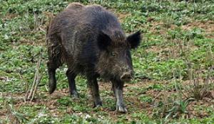 Cinghiale morto in strada Argini, "carcassa recuperata e analizzata nel rispetto dei protocolli"