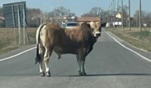 Toro scappa dal macello: è caccia in Brianza, ricerche anche nella Valle della Nava (Lecco)