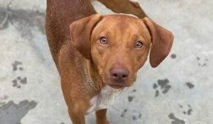 Takoda, rubato da canile municipale e ritrovato