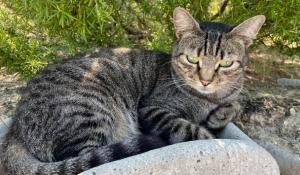 Il gatto Paolino è tornato a casa a Cafragna, dopo 10 mesi, un incidente e tanti chilometri: «Grazie al microchip»