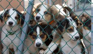 «Nel canile e gattile ignorate le prescrizioni dell'Ausl»