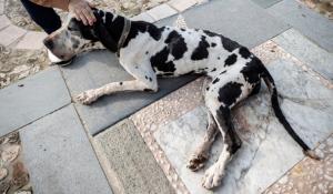 Paura ad Ugozzolo: due cani aggrediti dai lupi. Sono entrati nel cortile di una casa