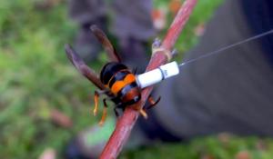 Una task force contro la vespa che uccide le api