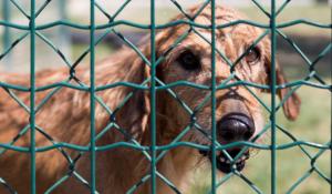 Cani e gatti, apre lo sportello adozioni