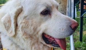 Addio a Toby, il cane mascotte