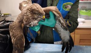 Animali protetti: tre poiane prese a fucilate, una &egrave; morta e l'ultima, trovata dalle guardie Oipa, in tangenziale ha pallini ovunque