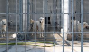 Bocchi: &laquo;Canile-gattile? Cos&igrave; non va&raquo;. Lavagetto: &laquo;Nessun problema con Ade&raquo;