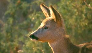 Spari vicino alle case di Cafragna? &laquo;Tutto regolare per caccia ai caprioli&raquo;. Gli abitanti: &laquo;Paura e senza avvisi&raquo;