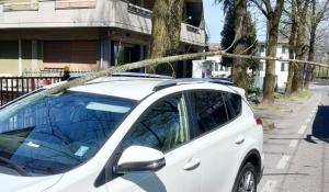 Forte vento, grosso ramo si infila nel parabrezza di un'auto