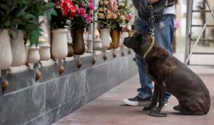 A Parma il cimitero non &egrave; pi&ugrave; vietato ai cani. Con gli umani anche nell'ultimo viaggio