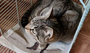 Gatto investito da un'auto. I volontari: &laquo;Nessuno ci ha aiutato per poterlo soccorrere e curare&raquo;