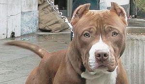 Aggredito dal suo pitbull nella notte: la moglie lo salva uccidendo il cane