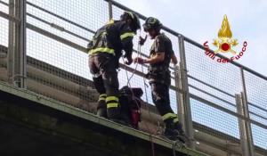 Cane bloccato su un cavalcavia della E45, salvato dai vigili del fuoco - Video