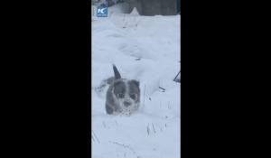 Cina, cucciolo di cane da pastore sfida la neve per radunare le pecore - Video