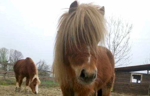 Pony sbranato dai lupi