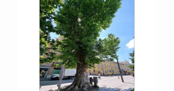 Vendita Magnetoterapia Magnum Xl (solenoidi Soft) | Il - Foto 8