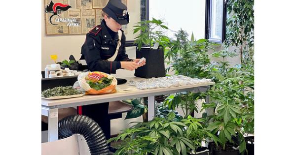https://www.gazzettadiparma.it/resizer/600/315/true/2025_12_13/777-1765620614179.jpg--fornovo_di_taro__affidato_in_prova_ai_servizi_sociali_allestisce_due_serre_in_garage_per_coltivare_marijuana__smantellato_il_laboratorio_e_sequestrati_mezzo_chilo_di_marijuana__12_piantine_e_un_panett.jpg?1765620614270