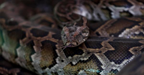 Indonesia, girl eaten alive by a 5 meter python - World Today News