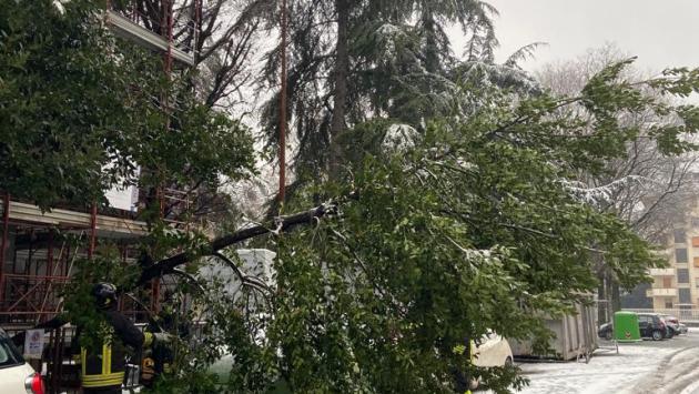 Via Fosse Ardeatine, albero si accascia su una cancellata