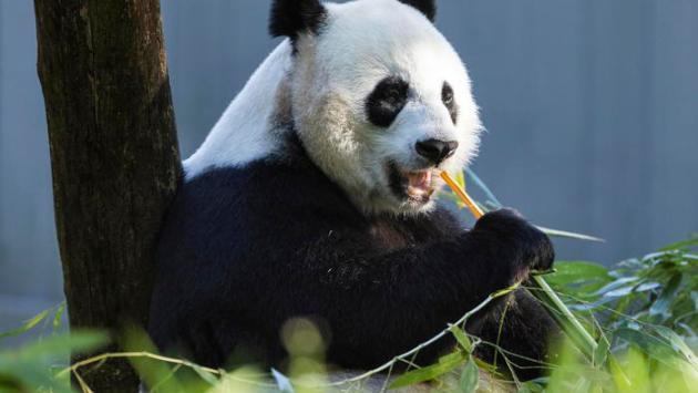 panda gigante