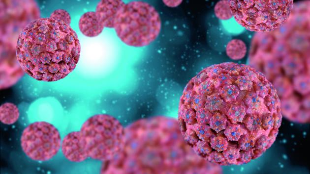 Papilloma virus