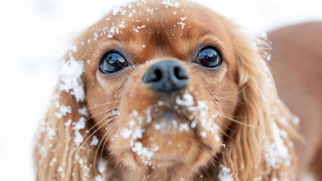 Il vademecum per proteggere  i nostri amati animali dal freddo 