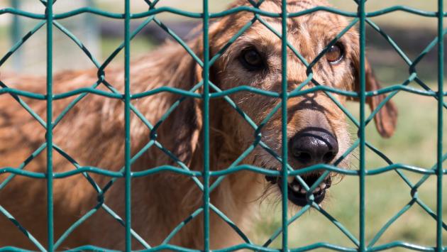 Il canile-gattile è ancora una volta  senza  veterinario