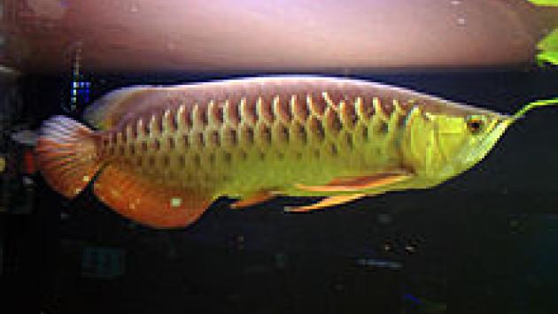 Sequestrato pesce drago, vale fino a 300 mila euro