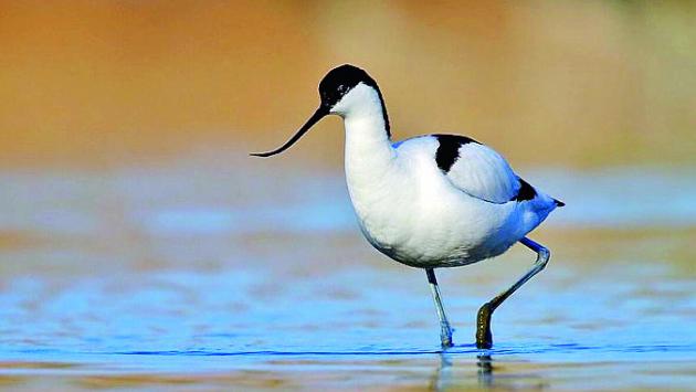 «Uccisione dell'avocetta? Condanna senza se e senza ma»