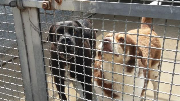 Fecero sopprimere cane dopo aggressione, in tre a processo